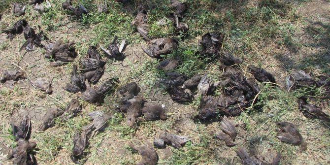 Bursa’da Dolu Yüzlerce Kuşu Telef Etti