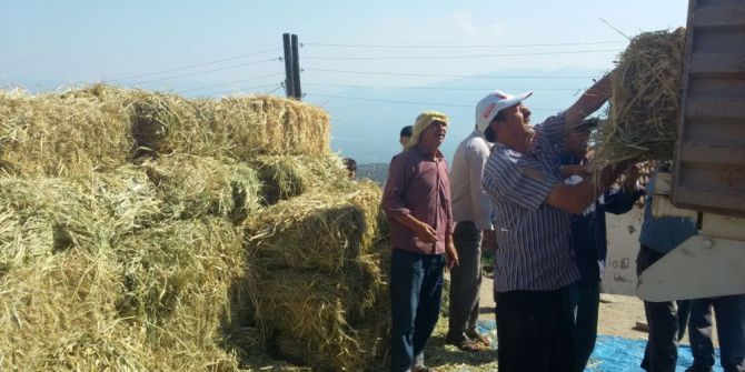 Alaşehir Belediyesinden Hayvancılığa Yem Desteği
