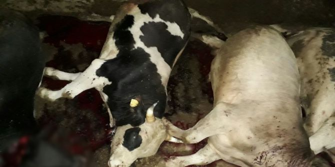 Yozgat’ta Yıldırım Düşmesi Sonucu 21 Hayvan Telef Oldu