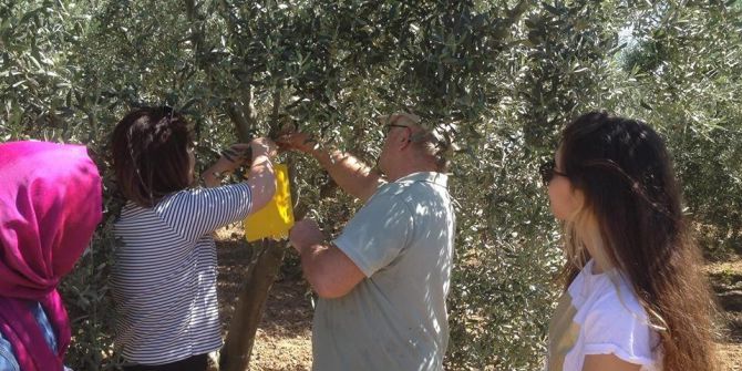Zeytin Sineğine Tuzaklama Çalışması