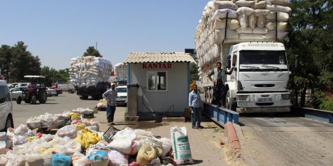 Saman, Arpa Ve Buğdayla Yarışıyor
