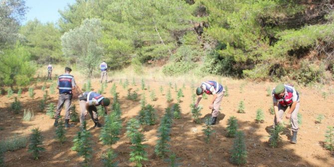 Çanakkale’de Uyuşturucu Operasyonu