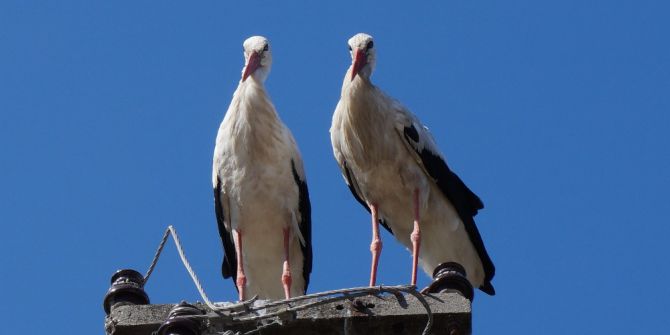 Lapseki’de Yumurtadan Çıkan Leylekler Göçe Hazırlanıyor