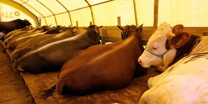 Yenimahalle’de Kurban Bayramı Hazırlıkları