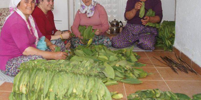 Aydın’da Tütün Kırımı Başladı