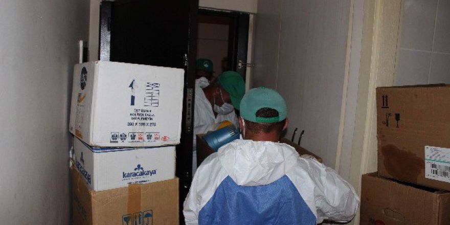 Çekyatın İçinden Onlarca Kedi Fırladı