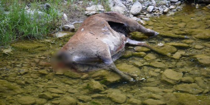 Koruma Altındaki Kızıl Geyik, Boynuzları İçin Vuruldu