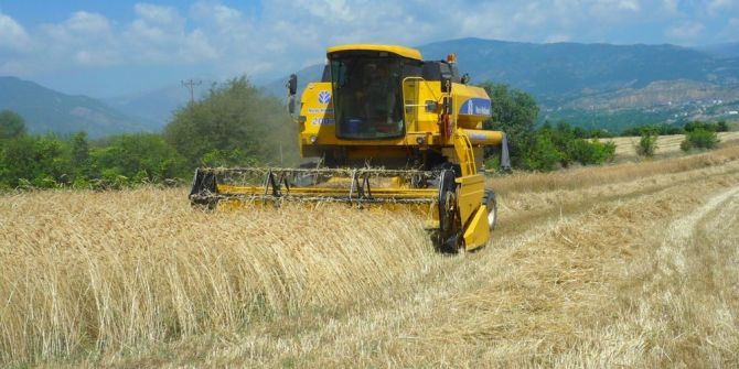 Tosya’da Hububat Hasadı 13 Biçerdöverle Rekora Gidiyor