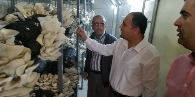 Başkan Özaltun, İstiridye Mantarı Üretim Tesisini Gezdi