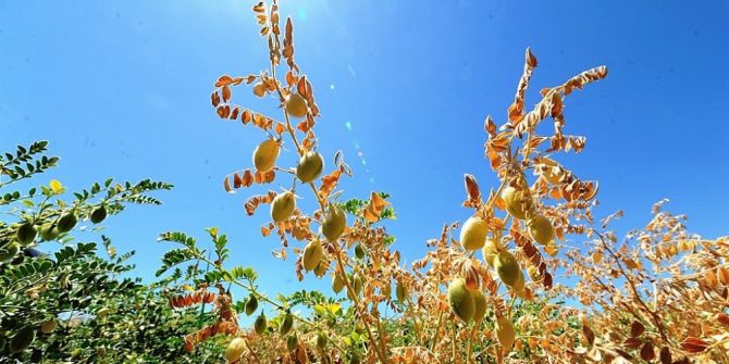 Büyükşehirden Nohutta Üretimi Artıracak Proje