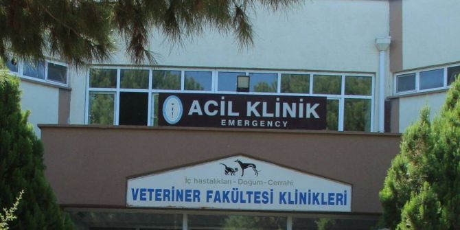 Söke-milas Kara Yolunda Su Samuru Ölü Olarak Bulundu