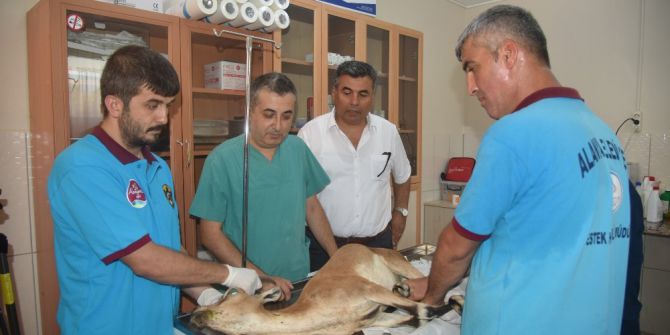 Yaralı Dağ Keçisi Tedavi Altında