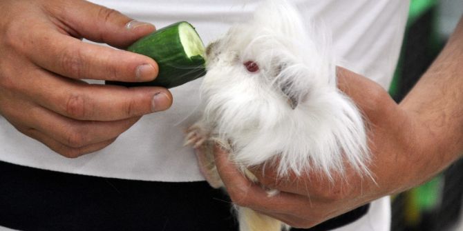 Adı Domuz Domuz Değil, Sincaba Benziyor Sincap Değil