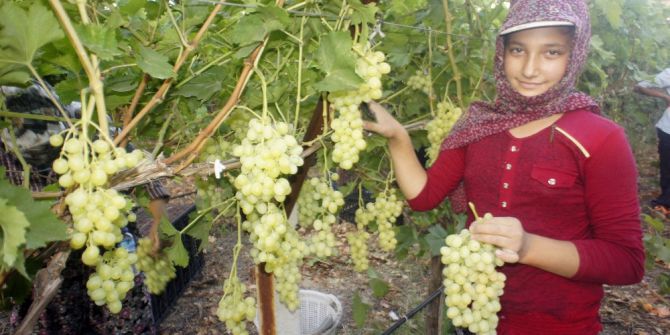 Türkiye’nin Üzüm Ambarında Hasat Dönemi