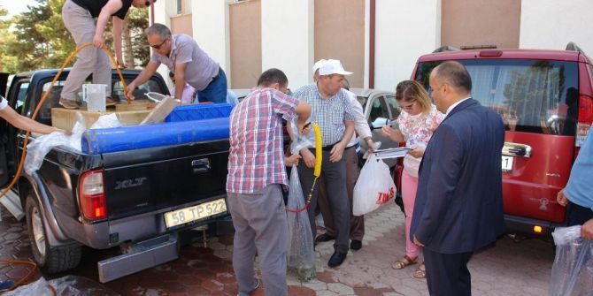 Göl Ve Göletlere 124 Bin Yavru Sazan Bırakıldı