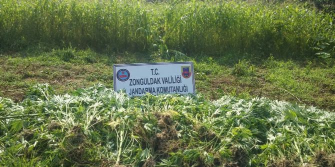 Zonguldak’ta Uyuşturucu Operasyonu; 2 Gözaltı