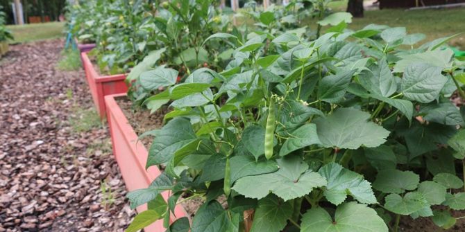 ‘Benim Bahçem’ Projesinde Ürünler Filizlenmeye Başladı