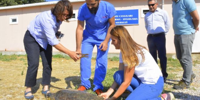 2 Deniz Kaplumbağası Denize Geri Döndü