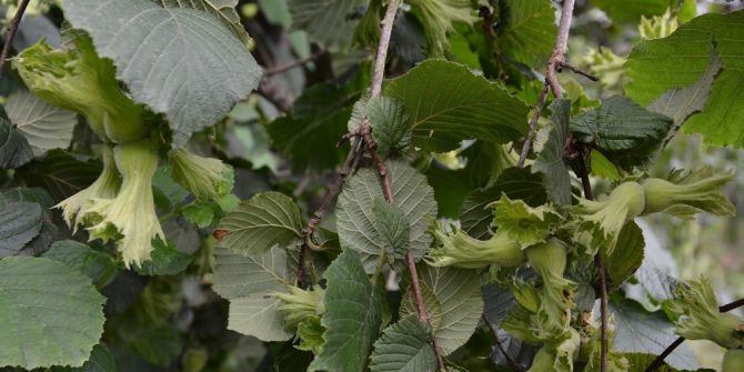 Fındıkta Yaprak Tahlili Uyarısı