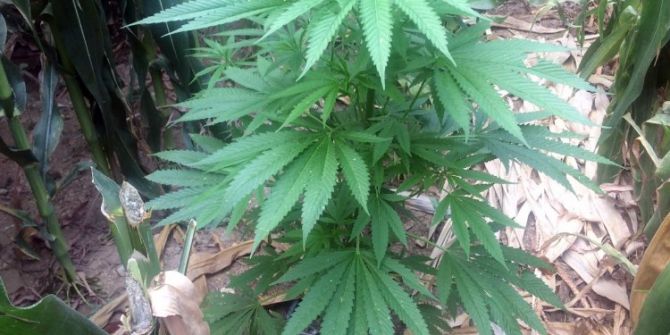 Mısır Tarlasında 135 Kök Hint Keneviri Ele Geçirildi