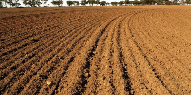 Aydın’da 33 Bin Dekar Alan Nadasa Bırakılıyor