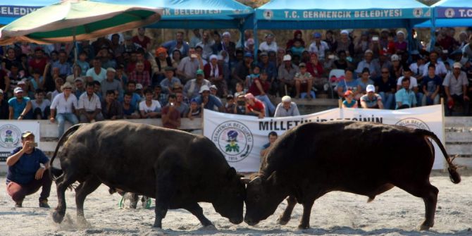 Germencik Alangüllü Arena Boğa Güreşine Hazır