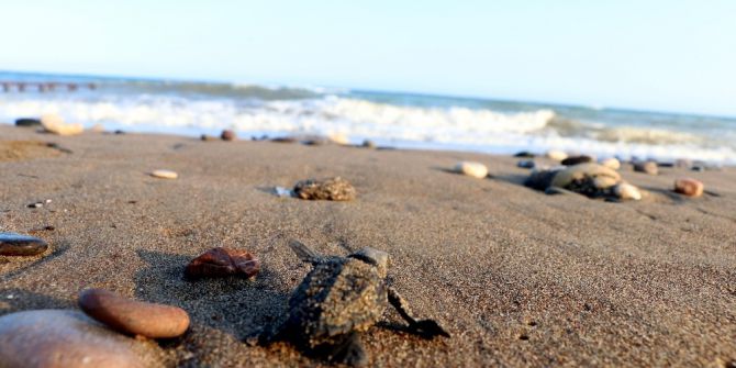 Yavru Deniz Kaplumbağaları Denizle Buluştu