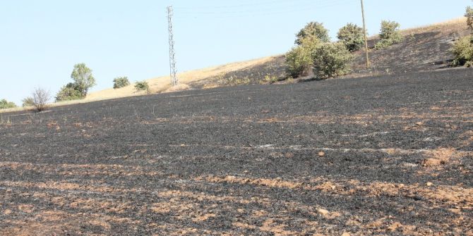 Elazığ’da Ot Yangını, Ağaçlara Zarar Verdi