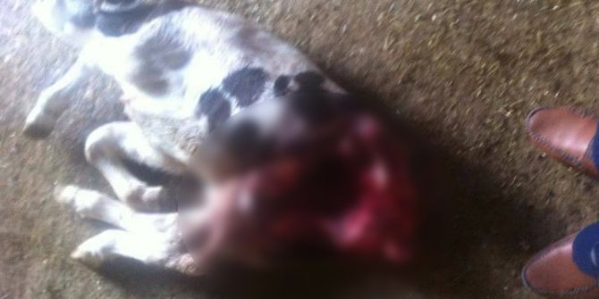 Aydın’da Vahşi Hayvan Alarmı