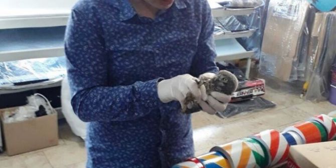 Yaralı Baykuşa Zabıta Ekipleri Yardım Etti