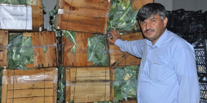 Aşırı Yağış Sebzeye Zarar Verdi, Ürün Çiftçinin Elinde Kaldı