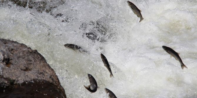 Kaçak Avlananların Sayısı Azaldı