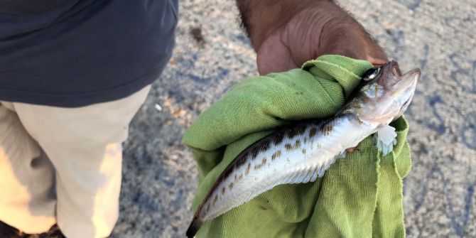 Olta Avcıları Dikkat