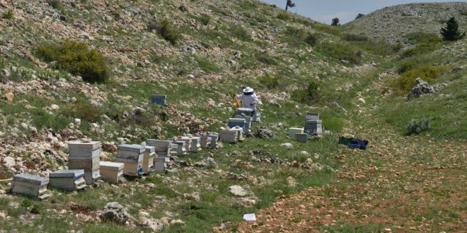 Mersin’de Bal Ormanları Gelirinde Hedef 45 Milyon Lira