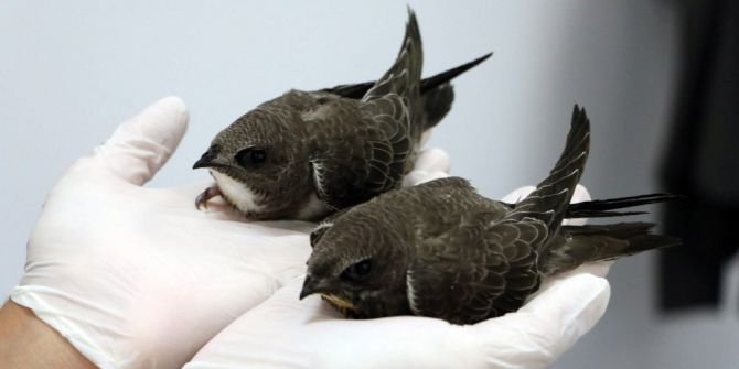 Ebabil Kuşları Emin Ellerde