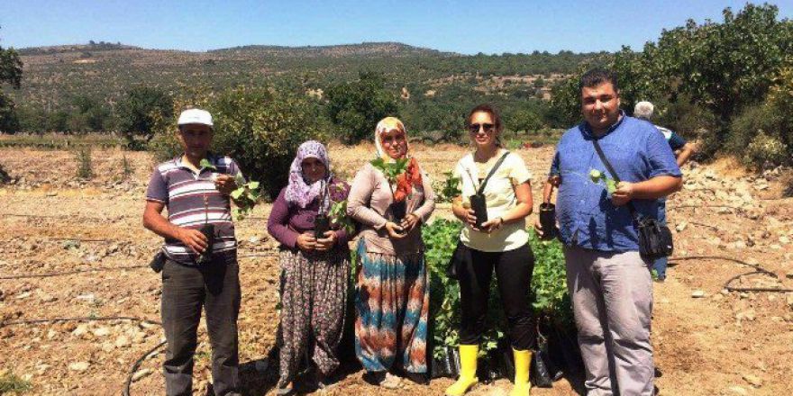 Yunusemre’de Organik Tarıma İlgi Artıyor