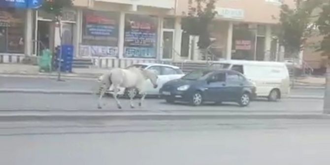 Tramvay Yolunda Sahipsiz At