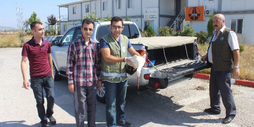 Yaralı Bulduğu Leyleği Güvenli Ellere Teslim Etti