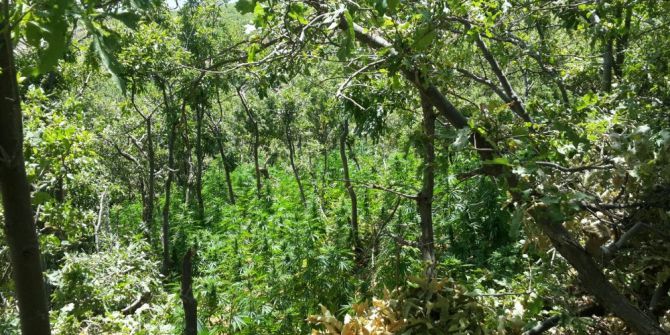 Elazığ’da 7 Bin Kök Hint Keneviri Ve 51 Kilo Esrar Ele Geçirildi