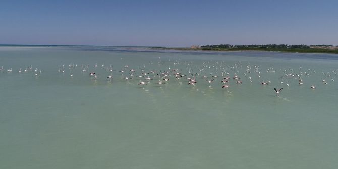 Van Gölü’nde Flamingoların Dansı