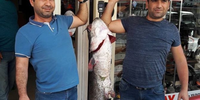 44 Kiloluk Yayın Balığı Yakaladılar