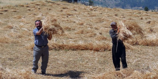 41 Derecede Geleneksel Yöntemlerle Hasat