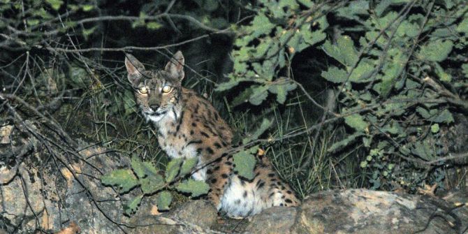 Tunceli’de Vaşak Fotoğraflandı
