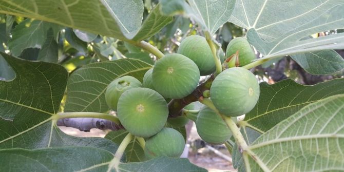 Ödemiş İnciri 15 Güne Kadar Piyasada