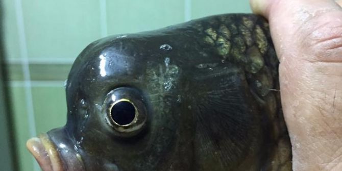 Bu Balık Görenleri Şaşırtıyor