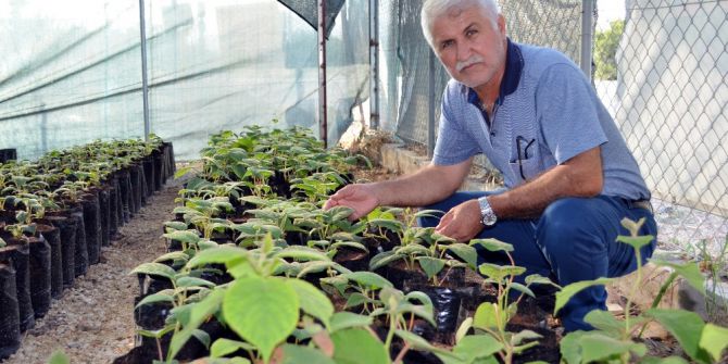 Erdemli Ziraat Odası Sertifikalı Kivi Fidanını 8 Liraya Düşürdü