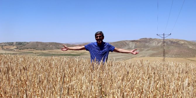 Buğdayda Korkulan Olmadı.