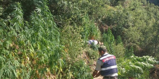 Bozdoğan’da Uyuşturucu Operasyonu, Gözaltına Alınan Baba Oğul Tutuklandı