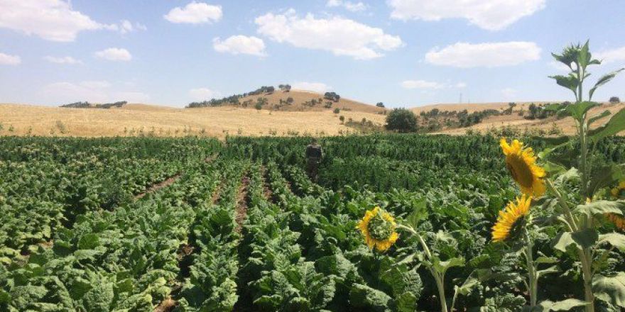 Diyarbakır’da 29 Bin 657 Kök Kenevir Ele Geçirildi