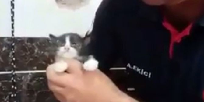 Yavru Kediyi Duvarı Delip Kurtardılar